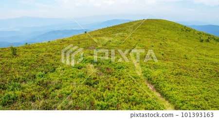 hiking path through the green hill. mountain landscape in summer. countryside tourism in ukraine hiking path through the green hill. mountain landscape in summer. countryside tourism in ukraine 101393163