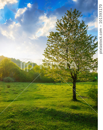 mountainous coutryside scenery in spring. tree and pasture on the hill. distant valley full of fog in morning light mountainous coutryside scenery in spring. tree and pasture on the hill. distant valley full of fog in morning light 101393170