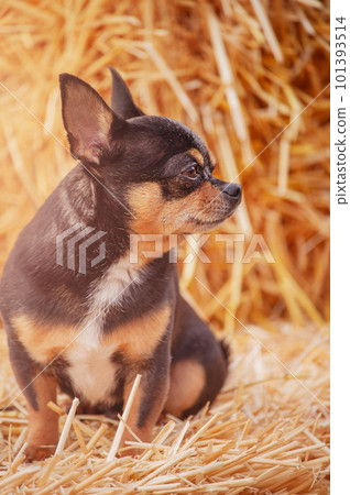 Purebred dog chihuahua tricolor profile. A small breed dog on a background of straw. Purebred dog chihuahua tricolor profile. A small breed dog on a background of straw. 101393514