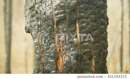 Forest fire detail after flame spruce close-up bark black wild drought dry black earth ground vegetation stand green natural disaster burnt down trees Bark beetle pest Ips typographus dead Europe Forest fire detail after flame spruce close-up bark black wild drought dry black earth ground vegetation stand green natural disaster burnt down trees Bark beetle pest Ips typographus dead Europe 101393515