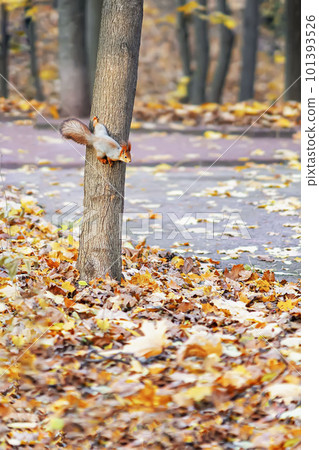 Autumn leaf fall in park, fluffy squirrel on branch, concept autumn nature Autumn leaf fall in park, fluffy squirrel on branch, concept autumn nature 101393526