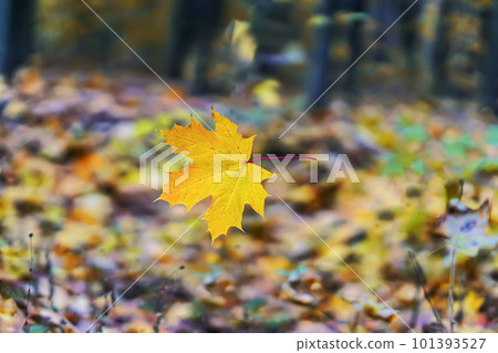 Autumn leaf fall. Falling leaf close up swirling in air Autumn leaf fall. Falling leaf close up swirling in air 101393527