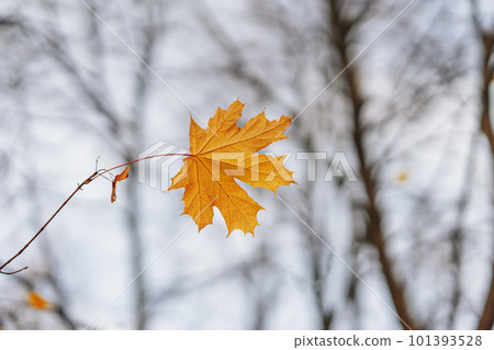 One last maple leaf on tree branch. Autumn natural background One last maple leaf on tree branch. Autumn natural background 101393528
