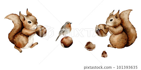 Squirrel forest animals watercolor. Hazelnut elements set. Hand-drawn watercolor illustration. Watercolor Bird Robin Hand Drawn Winter Illustration. Redbreast Squirrel forest animals watercolor. Hazelnut elements set. Hand-drawn watercolor illustration. Watercolor Bird Robin Hand Drawn Winter Illustration. Redbreast 101393635