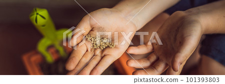 Little cute boy sows seeds in a flower pot in the garden BANNER, LONG FORMAT 101393803