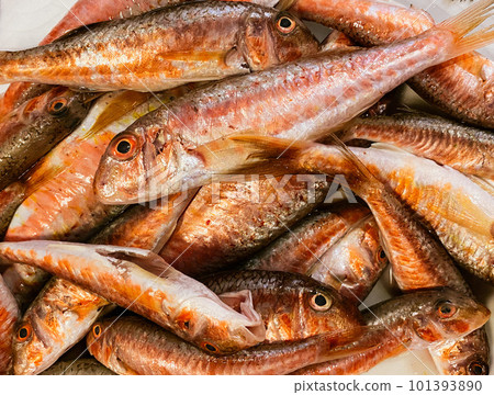 Fresh fish Red Mullet, top view, Barbel sea fish, Barbatus red fish Fresh fish Red Mullet, top view, Barbel sea fish, Barbatus red fish 101393890