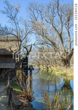Watermill and Tategawa [Daio Wasabi Farm in Spring] 101394138