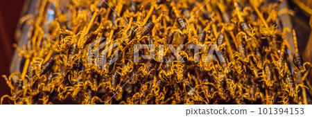 Fried scorpions in Wangfujing night market of Beijing, China BANNER, LONG FORMAT 101394153