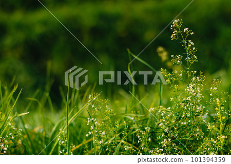 Close up of fresh thick grass with water drops in the early morning. Closeup of lush uncut green grass with drops of dew in soft morning light 101394359