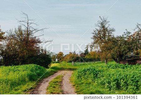 Tree, field, meadow and forest, blue sky - Autumn Season. Fall in the Field. Green Field, Yellow tree and Blue Sky. Great as a background 101394361