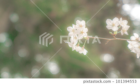 沐浴春光的櫻花 101394553