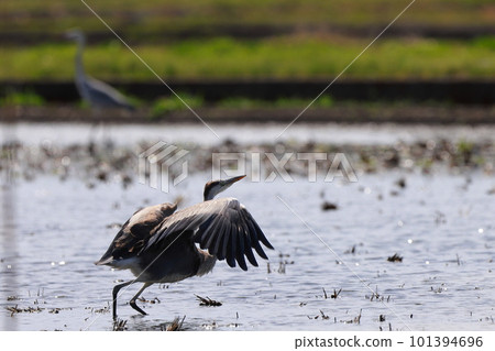 Gray heron about to take off 101394696