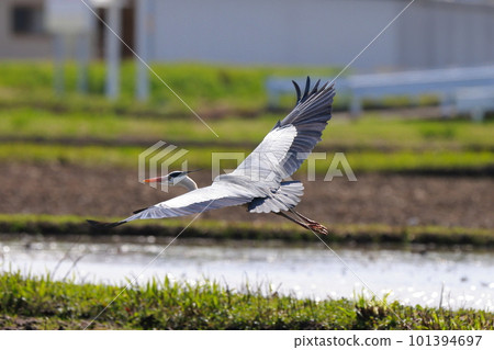 Gray heron about to take off Gray heron about to take off 101394697