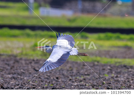 Gray heron about to take off Gray heron about to take off 101394700