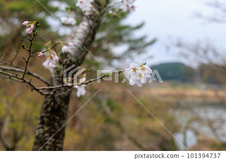 Sakura white petals with raindrops Sakura white petals with raindrops 101394737