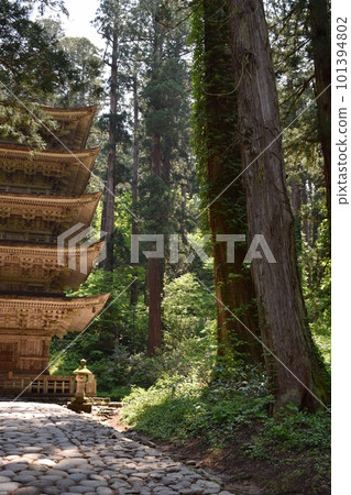 Cedar trees of Haguroyama 101394802