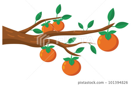 Persimmon Branch Illustration 101394826