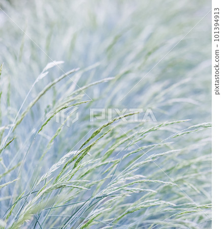 Background from decorative grass Blue fescue. Spikelets of Festuca glauca Background from decorative grass Blue fescue. Spikelets of Festuca glauca 101394913