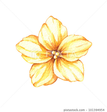 Watercolor flower plant watermelon on a white background 101394954
