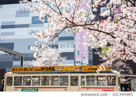 [Toyama Chihou Railway] Scenery in front of Toyama Station with cherry blossoms blooming 101394965