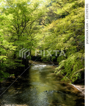 春天的奧久寺溪谷，茨城縣岱子町 101395391