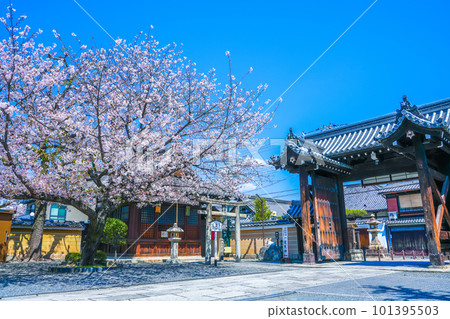 mibu temple in spring kyoto japan mibu temple in spring kyoto japan 101395503