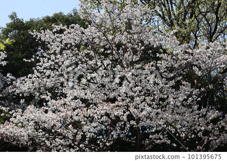 山櫻盛開的風景 101395675