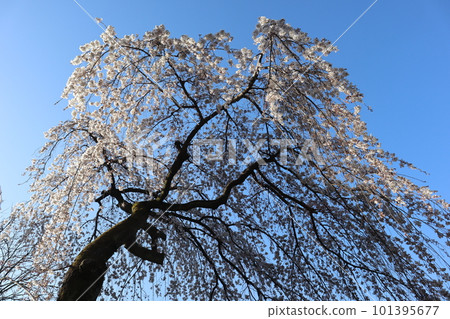 抬頭望著藍天白花瓣垂枝櫻的風景 101395677