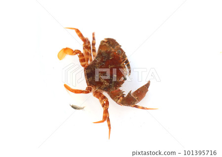 藍蟹科的一種,可能是紅斑蟹 藍蟹科的一種,可能是紅斑蟹 101395716
