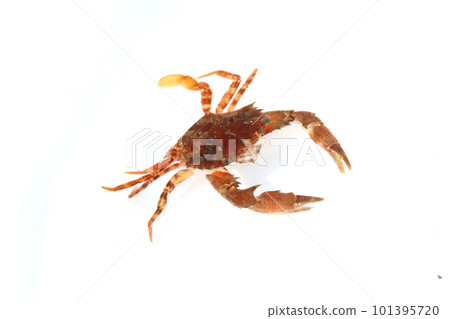 藍蟹科的一種,可能是紅斑蟹 藍蟹科的一種,可能是紅斑蟹 101395720