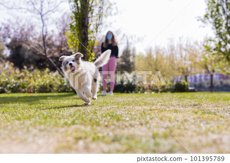 Happy fun dog, a border collie puppy playing with a woman on a walk, covering with a face mask for covid-19. Adorable humor joke animal portrait. 101395789