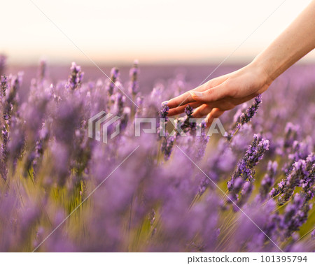 transgender woman enjoy the lavender camps from Brihuega Guadalajara. lifestuyle  101395794