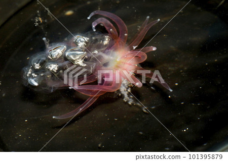 Barren jellyfish washed up on the shore Barren jellyfish washed up on the shore 101395879