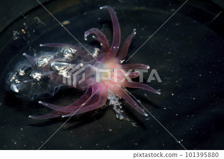Barren jellyfish washed up on the shore Barren jellyfish washed up on the shore 101395880