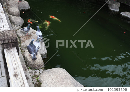 Koi and pigeons in the pond 101395896