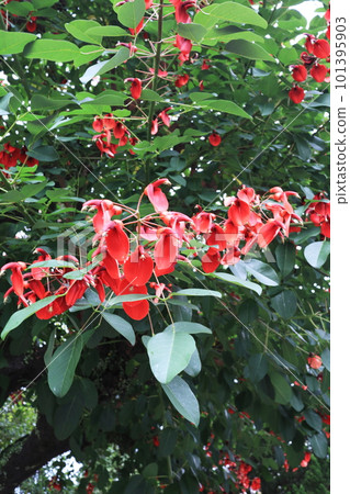 beautiful red deigo flower beautiful red deigo flower 101395903