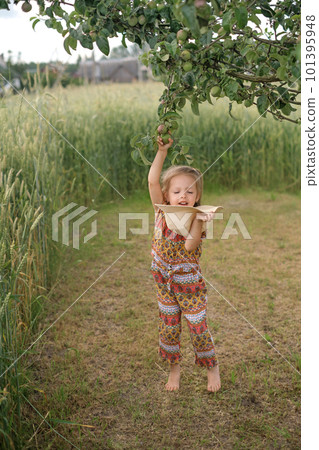 A barefoot child plucks apples from a tree and throws them into his hat. Funny girl helps to harvest A barefoot child plucks apples from a tree and throws them into his hat. Funny girl helps to harvest 101395948