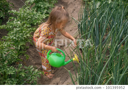 A barefoot child corrects the stems of onions before watering in the field on the beds. The girl irrigates the soil with water from a watering can. A barefoot child corrects the stems of onions before watering in the field on the beds. The girl irrigates the soil with water from a watering can. 101395952