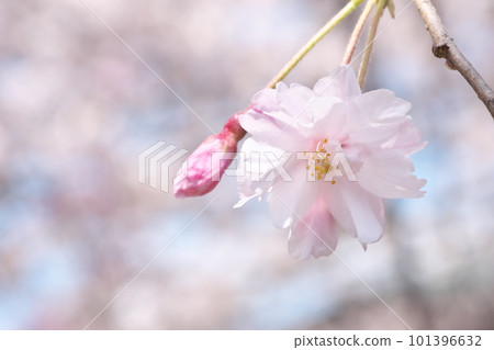 八重紅哭泣盛開特寫【花背景】 八重紅哭泣盛開特寫【花背景】 101396632