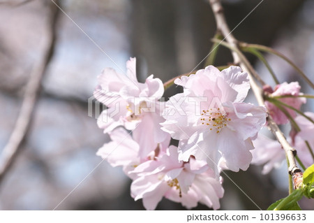 Yaebeni weeping in full bloom Close-up [Flower background] 101396633
