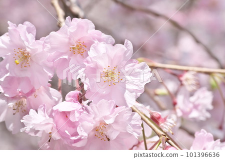 Yaebeni weeping in full bloom Close-up [Flower background] 101396636