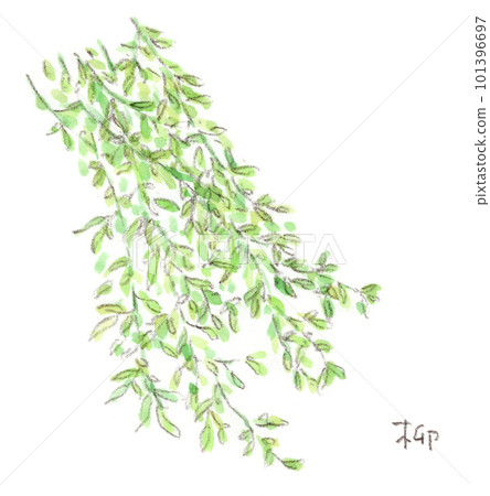 垂柳樹枝在風中搖曳，天然水彩畫 101396697