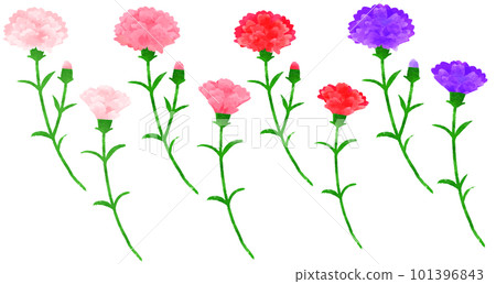 康乃馨手繪插畫水彩風格 101396843