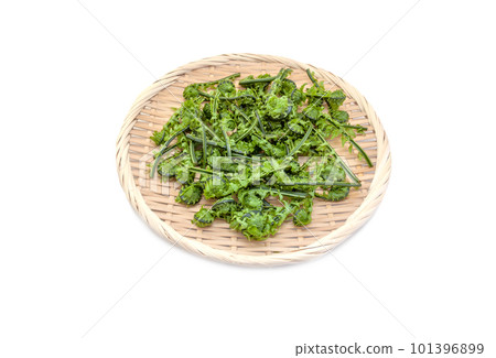 Wild vegetables served in a colander, Kogomi [white background/clipping] 101396899
