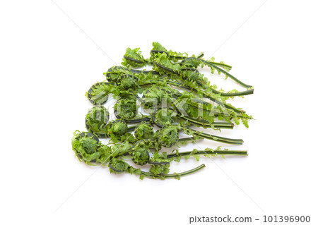 Kogomi [white background/clipping] harvested by picking wild vegetables 101396900