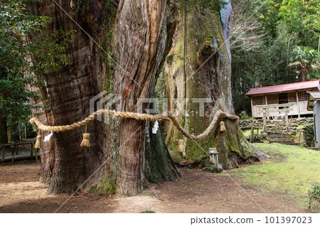Shimenawa, a sacred tree, a large cedar tree, a special natural monument, Kochi Prefecture 101397023