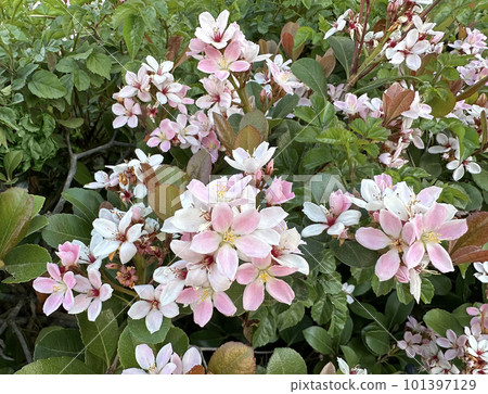 Indian hawthorn (lat.- Rhaphiolepis indica) 101397129