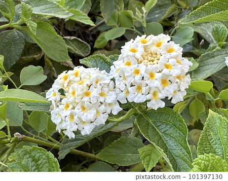 Beautiful flowering shrub lantana camara 101397130