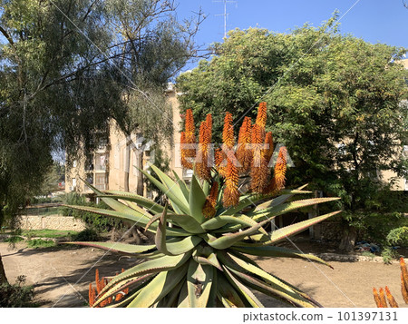 Flowering succulent Aloe vera 101397131