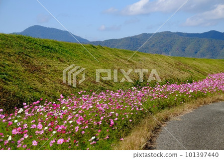 大波斯菊搖坡風光 大波斯菊搖坡風光 101397440